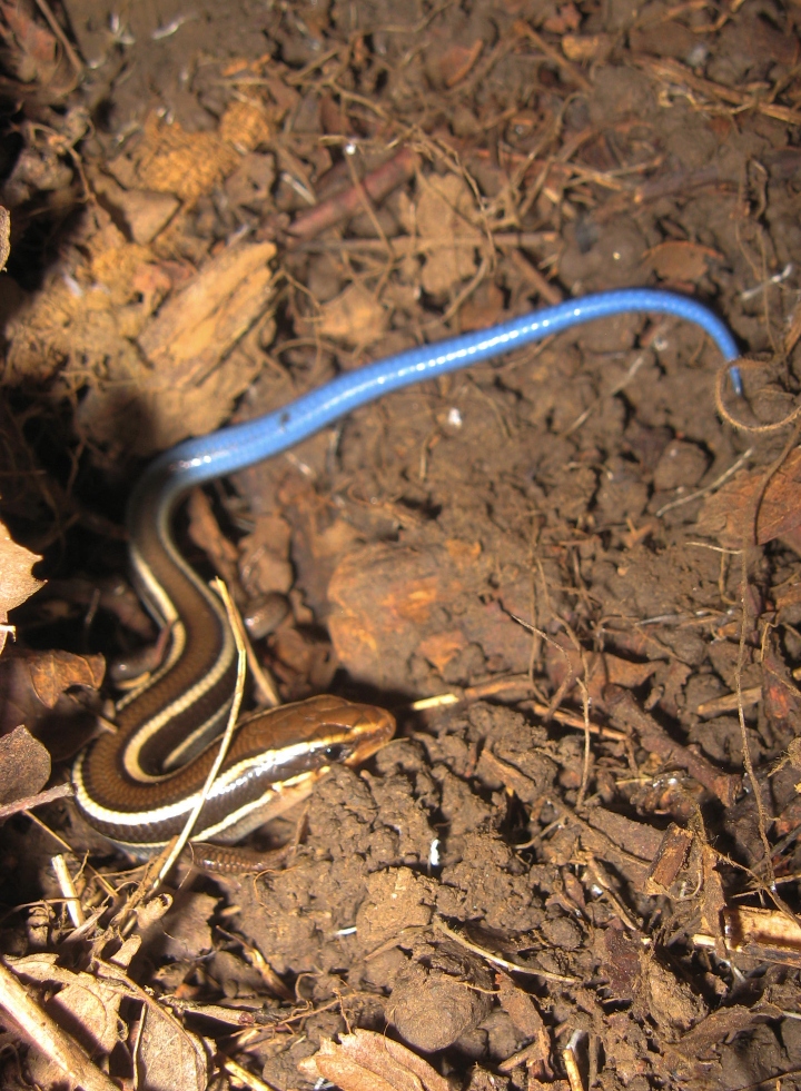 Western Skink